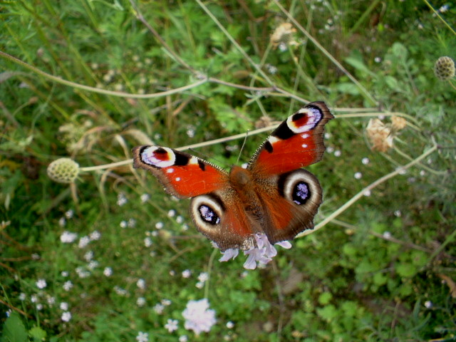 Aglais io